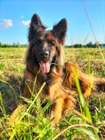 vom Trojangold, hodowla Owczarków Niemieckich Długowłosych