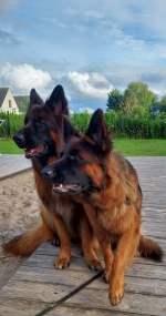 vom Trojangold, hodowla Owczarków Niemieckich Długowłosych