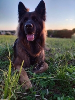 vom Trojangold, hodowla Owczarków Niemieckich Długowłosych