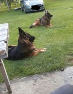 vom Trojangold, hodowla Owczarków Niemieckich Długowłosych