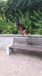 vom Trojangold, hodowla Owczarków Niemieckich Długowłosych