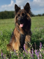 vom Trojangold, hodowla Owczarków Niemieckich Długowłosych