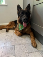 vom Trojangold, hodowla Owczarków Niemieckich Długowłosych