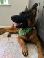 vom Trojangold, hodowla Owczarków Niemieckich Długowłosych