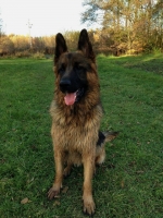 vom Trojangold, hodowla Owczarków Niemieckich Długowłosych