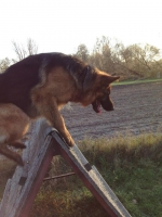 vom Trojangold, hodowla Owczarków Niemieckich Długowłosych