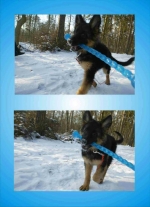 vom Trojangold, hodowla Owczarków Niemieckich Długowłosych