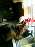 vom Trojangold, hodowla Owczarków Niemieckich Długowłosych