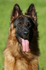 vom Trojangold, hodowla Owczarków Niemieckich Długowłosych