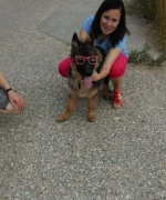 vom Trojangold, hodowla Owczarków Niemieckich Długowłosych