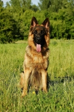 vom Trojangold, hodowla Owczarków Niemieckich Długowłosych