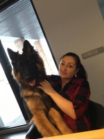 vom Trojangold, hodowla Owczarków Niemieckich Długowłosych