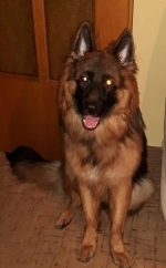 vom Trojangold, hodowla Owczarków Niemieckich Długowłosych