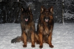 vom Trojangold, hodowla Owczarków Niemieckich Długowłosych