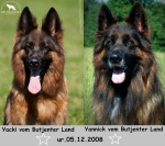 vom Trojangold, hodowla Owczarków Niemieckich Długowłosych