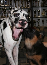 vom Trojangold, hodowla Owczarków Niemieckich Długowłosych