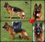 vom Trojangold, hodowla Owczarków Niemieckich Długowłosych