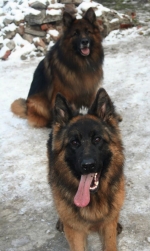 vom Trojangold, hodowla Owczarków Niemieckich Długowłosych