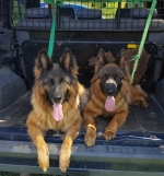 vom Trojangold, hodowla Owczarków Niemieckich Długowłosych