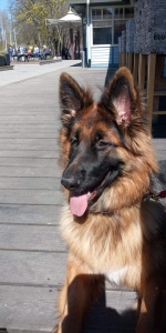 vom Trojangold, hodowla Owczarków Niemieckich Długowłosych