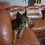 vom Trojangold, hodowla Owczarków Niemieckich Długowłosych