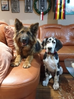 vom Trojangold, hodowla Owczarków Niemieckich Długowłosych