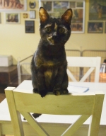 vom Trojangold, hodowla Owczarków Niemieckich Długowłosych