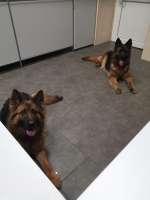 vom Trojangold, hodowla Owczarków Niemieckich Długowłosych