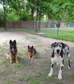 vom Trojangold, hodowla Owczarków Niemieckich Długowłosych