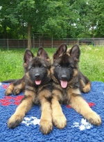 vom Trojangold, hodowla Owczarków Niemieckich Długowłosych