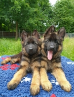 vom Trojangold, hodowla Owczarków Niemieckich Długowłosych