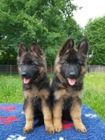 vom Trojangold, hodowla Owczarków Niemieckich Długowłosych