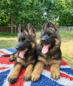 vom Trojangold, hodowla Owczarków Niemieckich Długowłosych