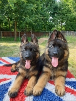 vom Trojangold, hodowla Owczarków Niemieckich Długowłosych