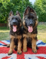 vom Trojangold, hodowla Owczarków Niemieckich Długowłosych