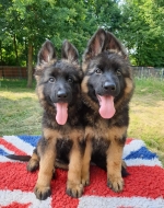 vom Trojangold, hodowla Owczarków Niemieckich Długowłosych