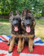 vom Trojangold, hodowla Owczarków Niemieckich Długowłosych