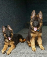 vom Trojangold, hodowla Owczarków Niemieckich Długowłosych