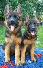 vom Trojangold, hodowla Owczarków Niemieckich Długowłosych