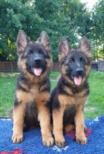 vom Trojangold, hodowla Owczarków Niemieckich Długowłosych