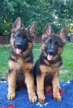 vom Trojangold, hodowla Owczarków Niemieckich Długowłosych