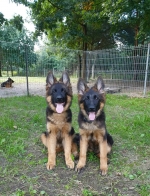 vom Trojangold, hodowla Owczarków Niemieckich Długowłosych