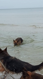 vom Trojangold, hodowla Owczarków Niemieckich Długowłosych