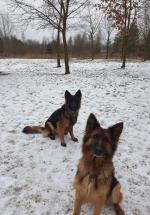 vom Trojangold, hodowla Owczarków Niemieckich Długowłosych