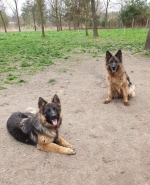 vom Trojangold, hodowla Owczarków Niemieckich Długowłosych