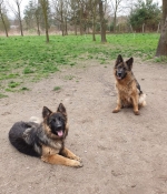 vom Trojangold, hodowla Owczarków Niemieckich Długowłosych