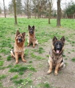 vom Trojangold, hodowla Owczarków Niemieckich Długowłosych