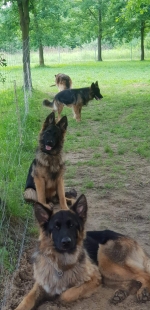 vom Trojangold, hodowla Owczarków Niemieckich Długowłosych