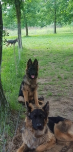 vom Trojangold, hodowla Owczarków Niemieckich Długowłosych