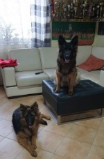 vom Trojangold, hodowla Owczarków Niemieckich Długowłosych